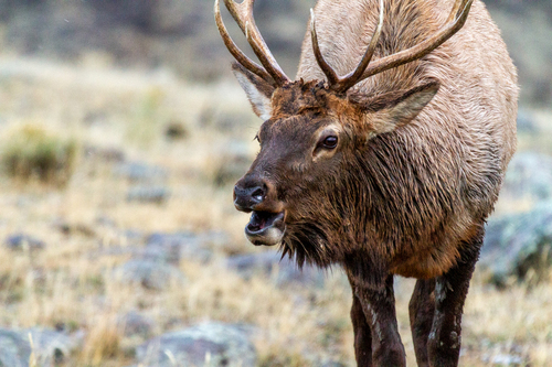 American Elk photographed in Montana