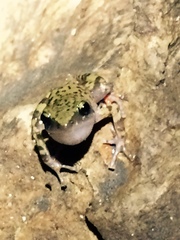 Eleutherodactylus verrucipes