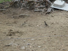 Turdus plebejus