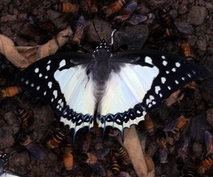 Polyura eudamippus