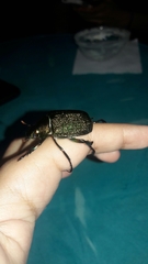 Chrysophora chrysochlora