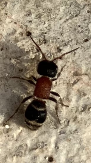 Myrmilla triareolata