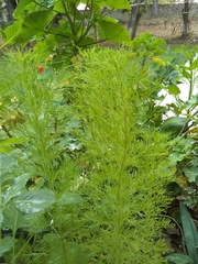 Senecio bipinnatisectus