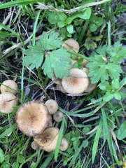 Pholiota subflammans