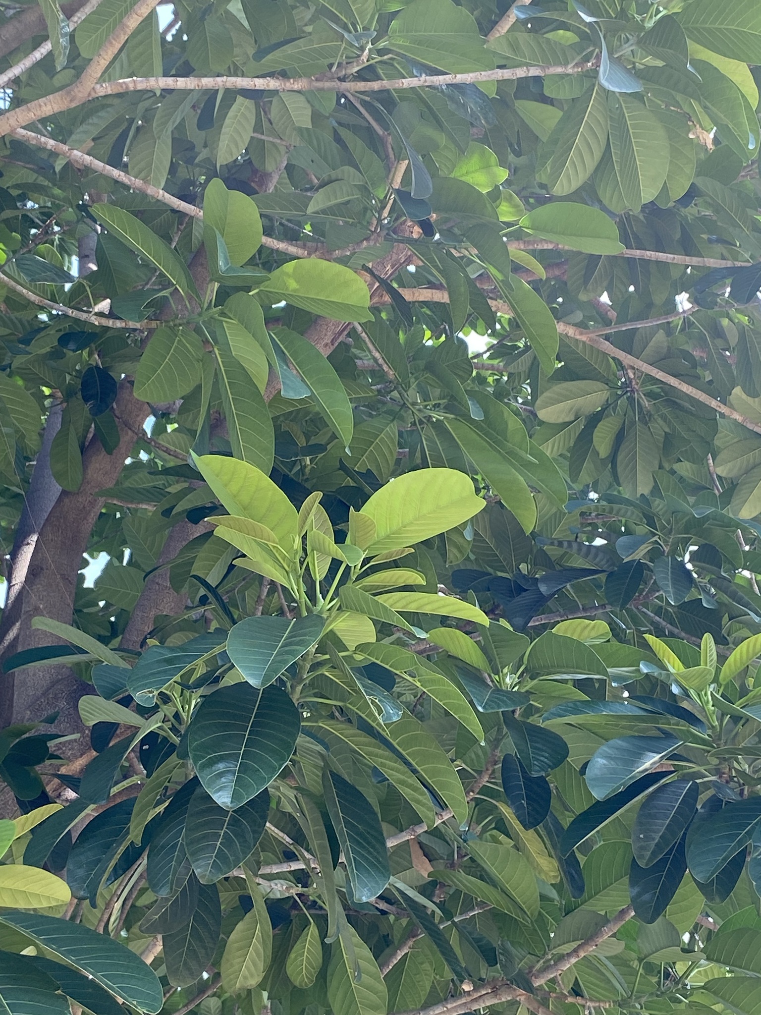 Imagem de Gameleira-branca