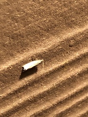 Insecta
