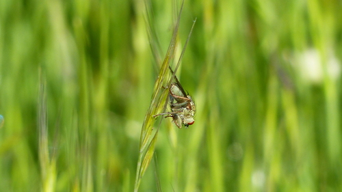 iNaturalist observation photo of Golden Dung Fly