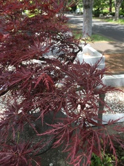 Acer