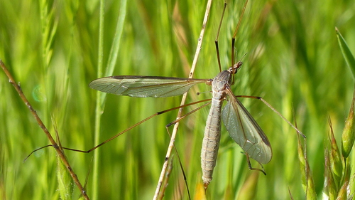 iNaturalist observation photo of Marsh Crane Fly