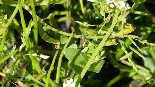 iNaturalist observation photo of Diamondback Moth
