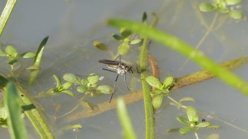 iNaturalist observation photo of Hydrophorinae