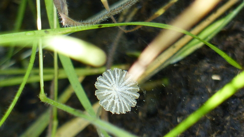 iNaturalist observation photo of Fungi Including Lichens