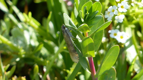 iNaturalist observation photo of Lucerne Moth