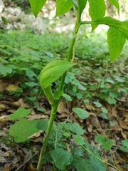 Arisaema macrospathum