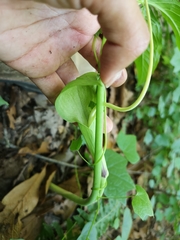 Arisaema macrospathum