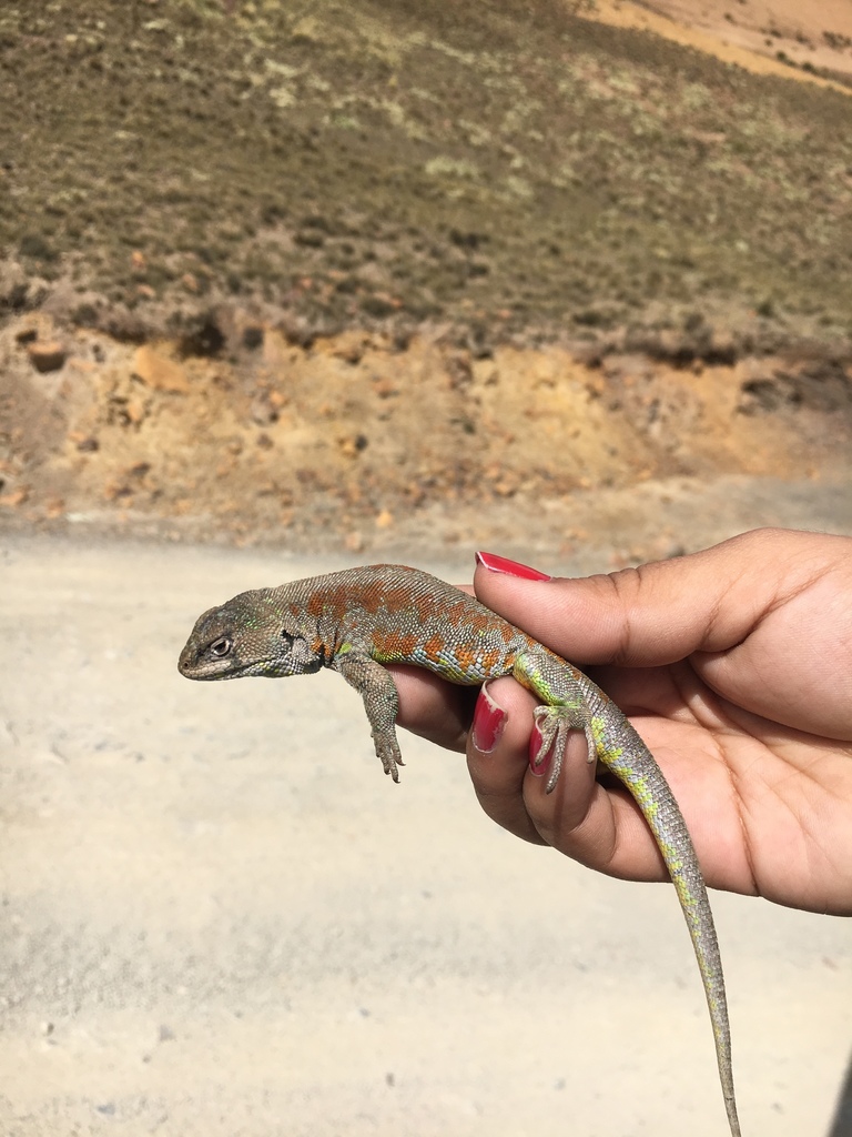 Forster's Tree Iguana