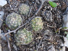 Coryphantha neglecta