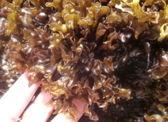 Mazzaella affinis