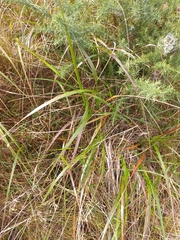 Anthoxanthum redolens