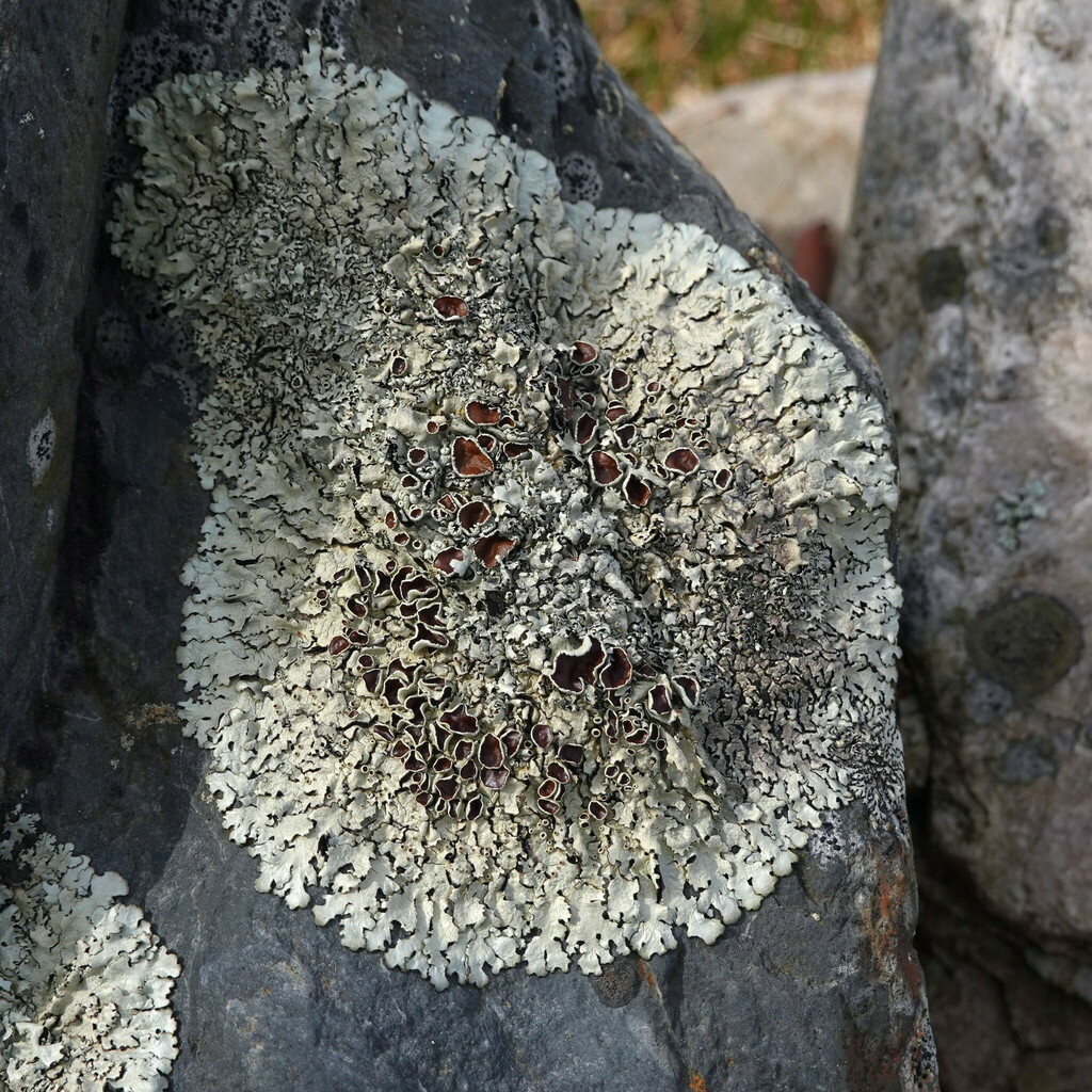 Narrow-lobed Rock-shield