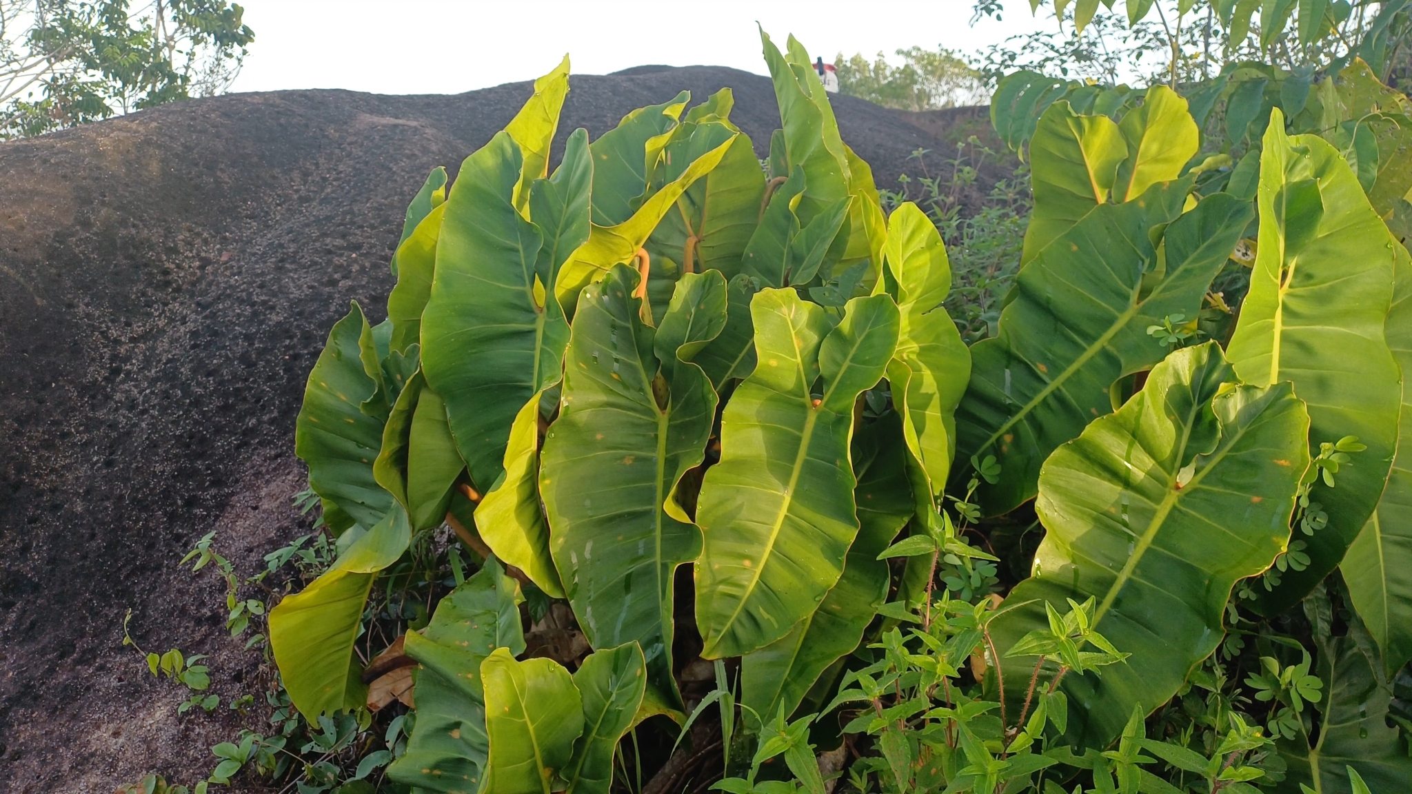 Imagem de Philodendron billietiae