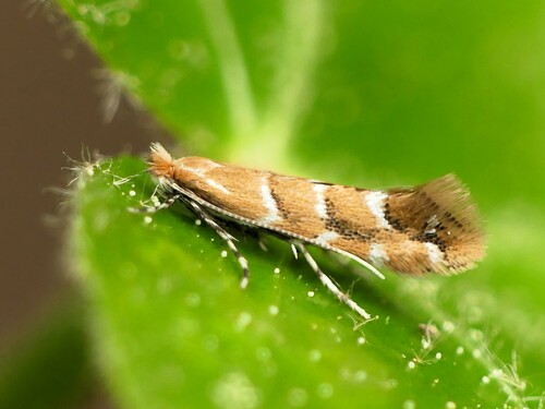 Horse-chestnut Leafminer