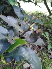 Myrsinoideae