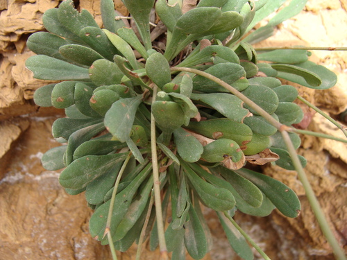 Image of Limonium virgatum by (c) Abdenour Kheloufi, some rights reserved (CC BY)