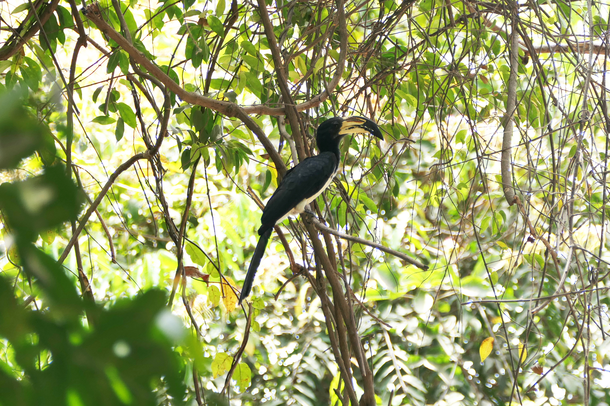West African Pied Hornbill illustration