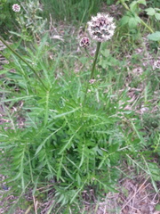 Centaurea scabiosa alpestris