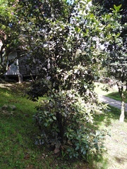 Myrsinoideae
