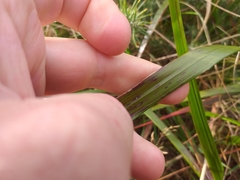 Anthoxanthum redolens