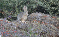 Sylvilagus audubonii