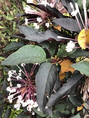 Clerodendrum quadriloculare
