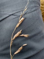 Anthoxanthum redolens