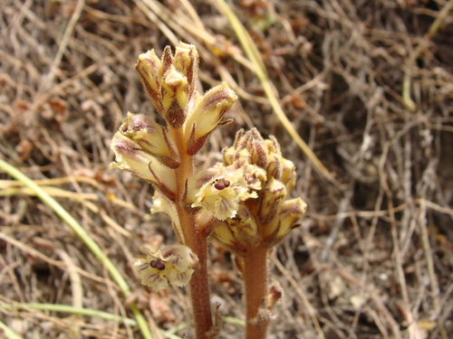 Image of Orobanche litorea by (c) Abdenour Kheloufi, some rights reserved (CC BY)
