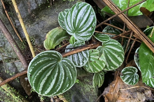Another photo of Watermelon Peperomia