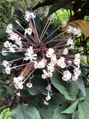 Clerodendrum quadriloculare