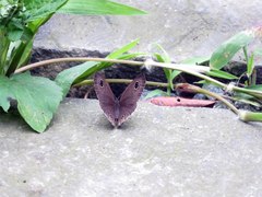 Ypthima multistriata