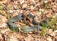 Coluber constrictor foxii