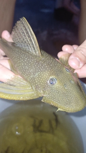 Bearded catfish (Pseudancistrus barbatus) — Loricariidae — 4