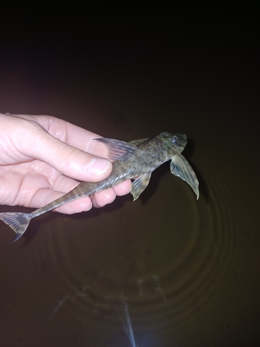 Fowler's whiptail catfish (Harttia fowleri) — Loricariidae — 3