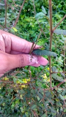 Aeschynomene americana