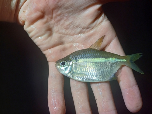 Bigscale tetra (Moenkhausia grandisquamis) — Characidae — 2