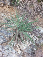 Takhtajaniantha austriaca