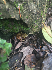 Eleutherodactylus marnockii