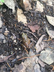 Eleutherodactylus marnockii