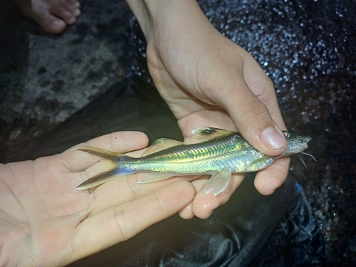 Pictus cat (Pimelodus ornatus) — Pimelodidae — 3