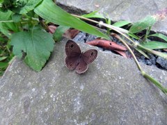 Ypthima multistriata