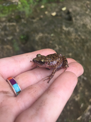 Eleutherodactylus marnockii